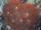 gal/LittleCayman07_2/_thb_Sponge1.jpg