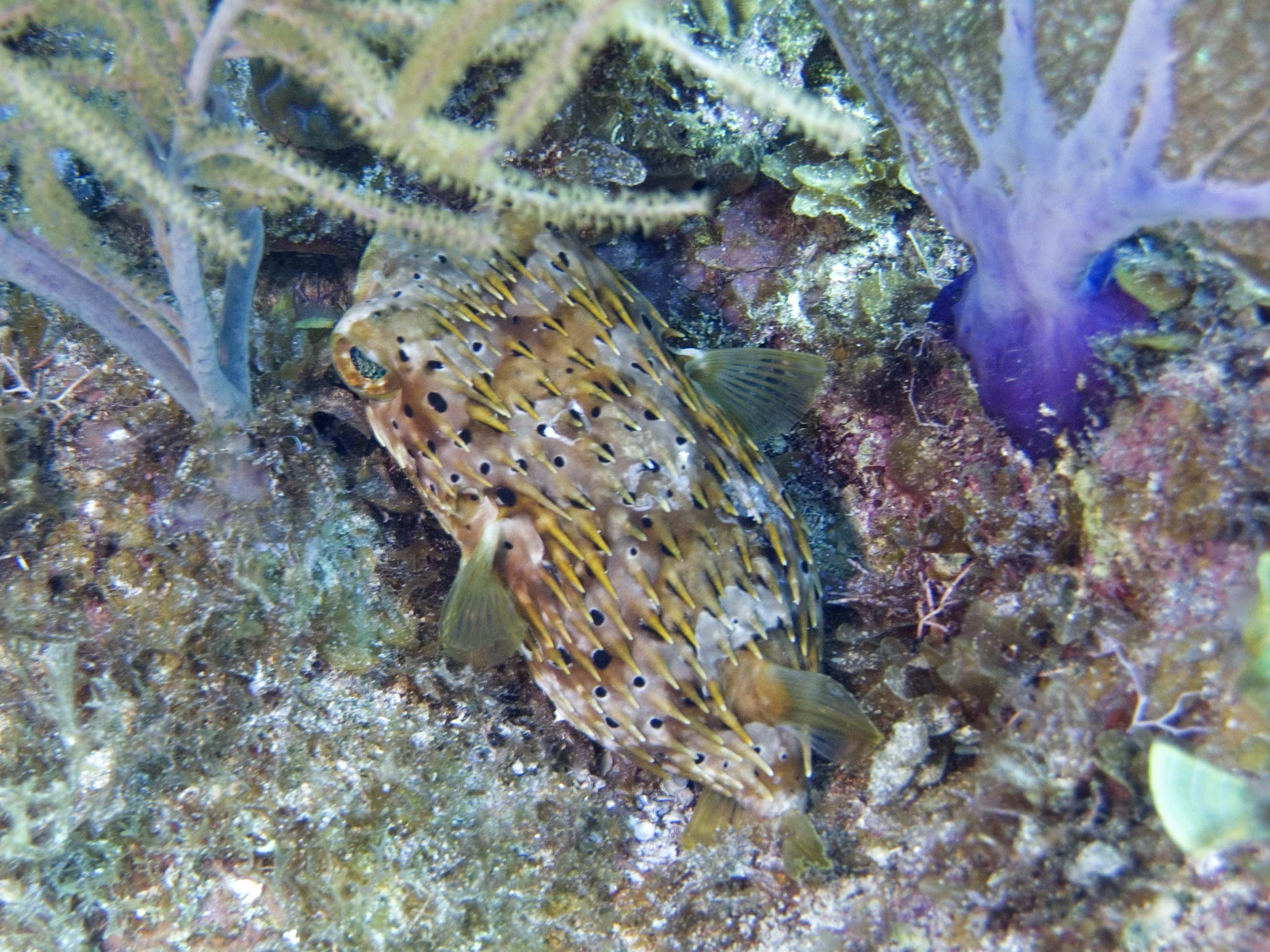 gal/LittleCayman07_3/Balloonfish3.jpg