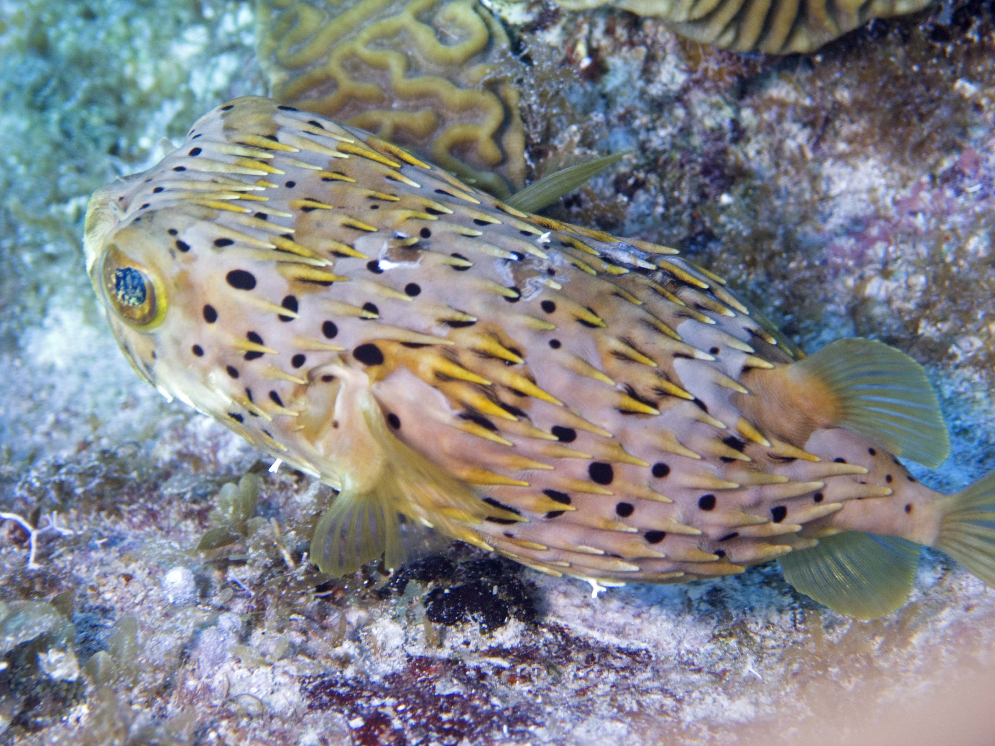 gal/LittleCayman07_3/Balloonfish5.jpg