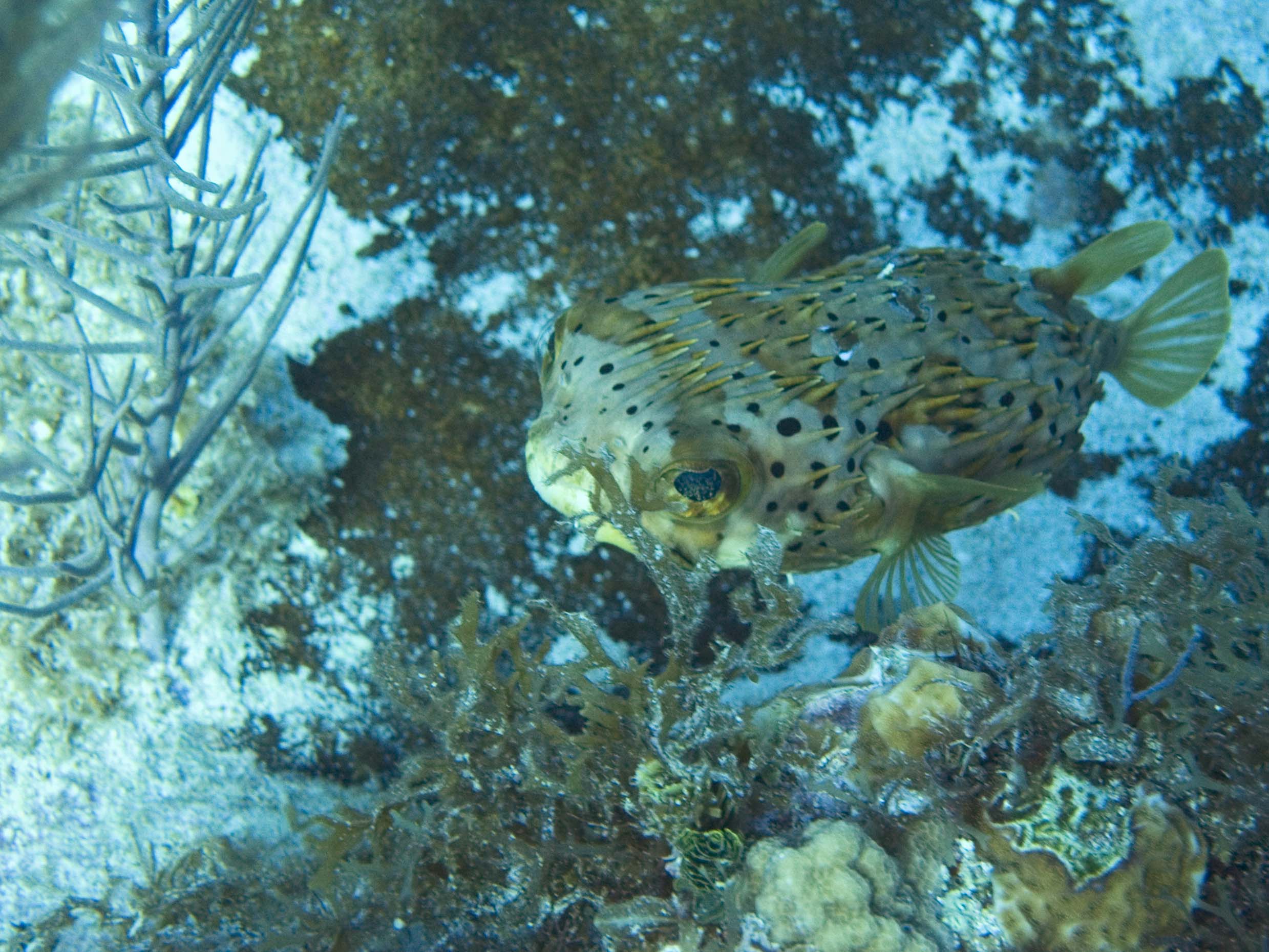 gal/LittleCayman07_3/Balloonfish7.jpg