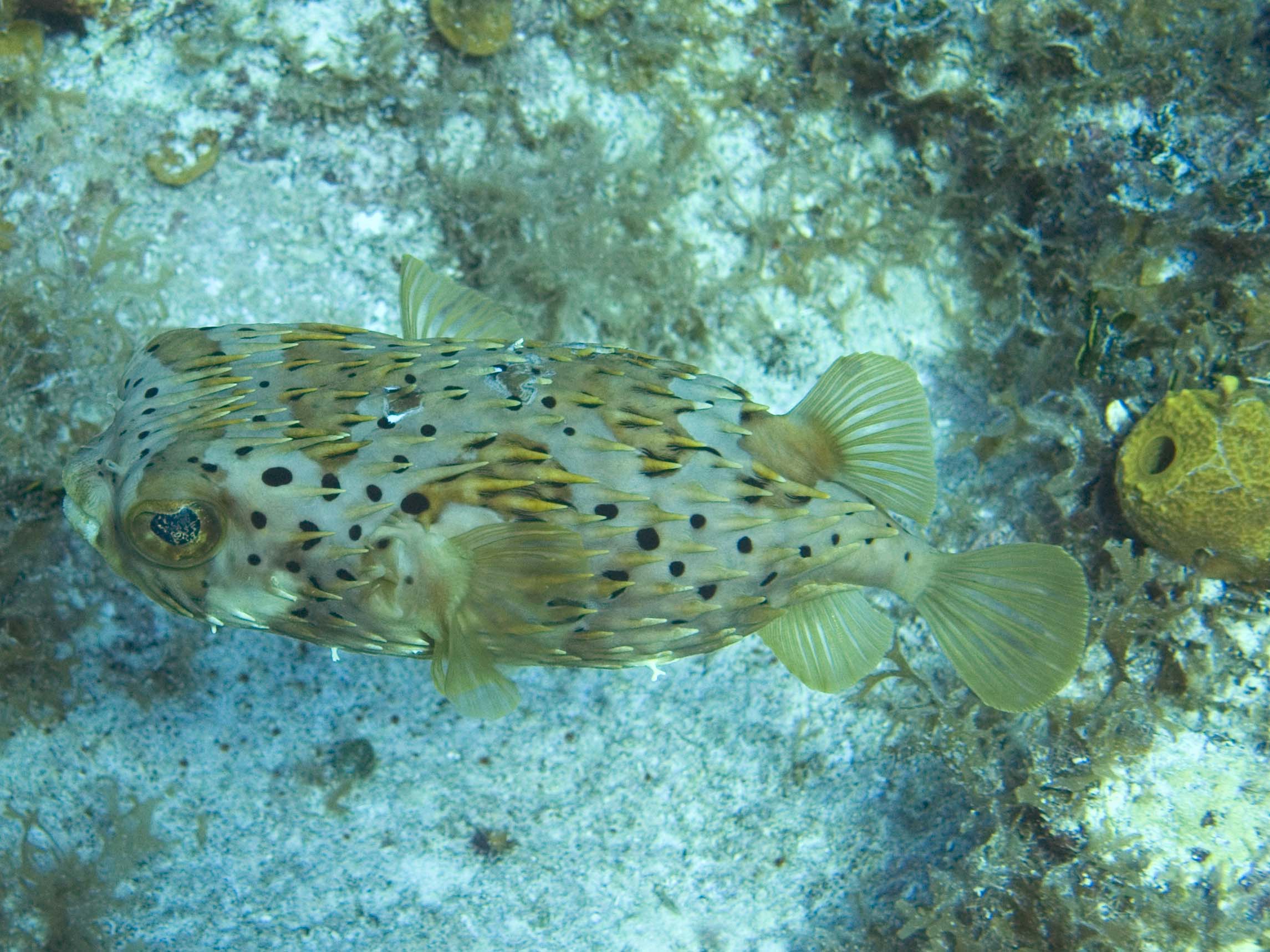 gal/LittleCayman07_3/Balloonfish8.jpg