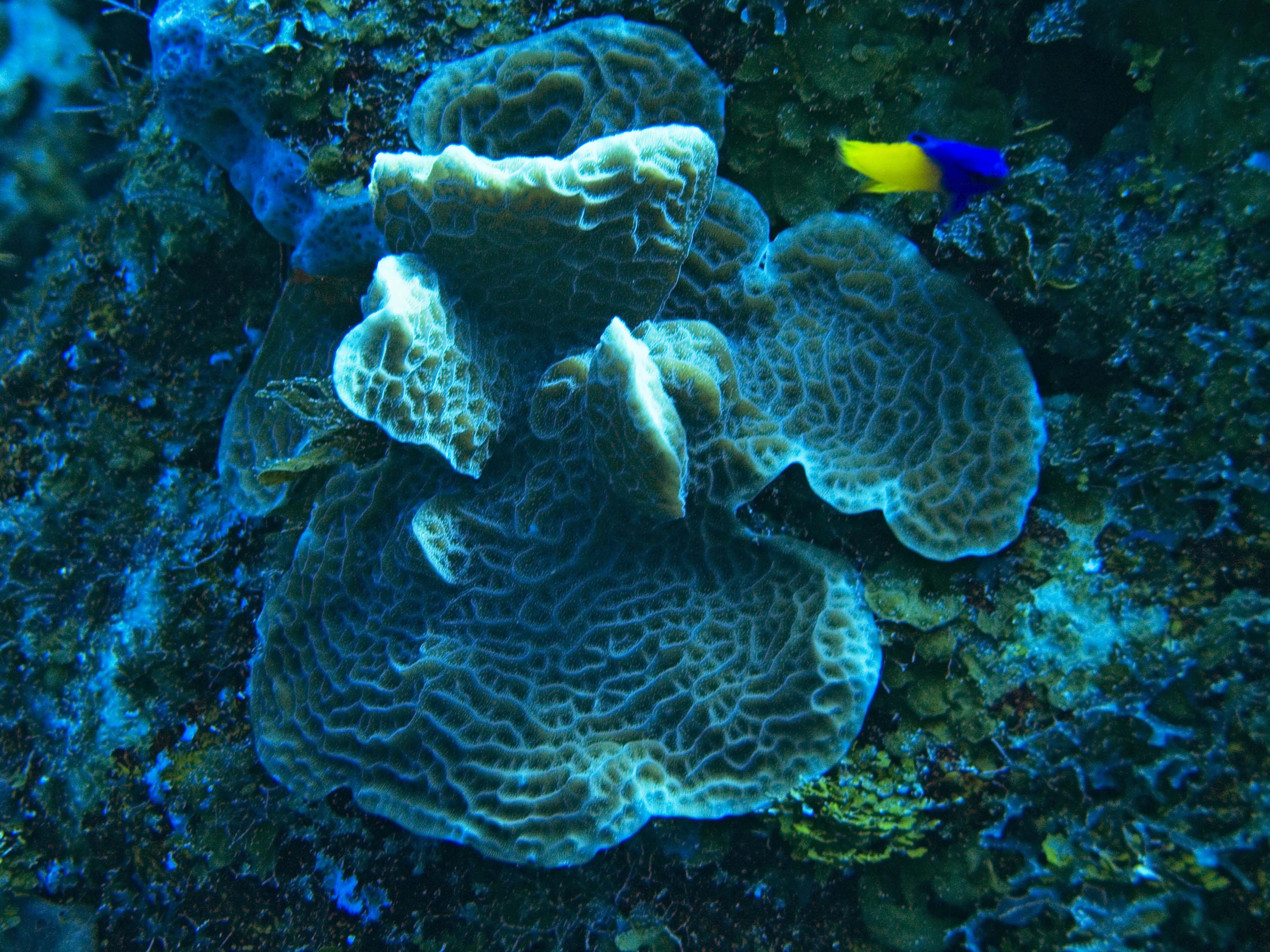 gal/LittleCayman07_3/Coral.jpg