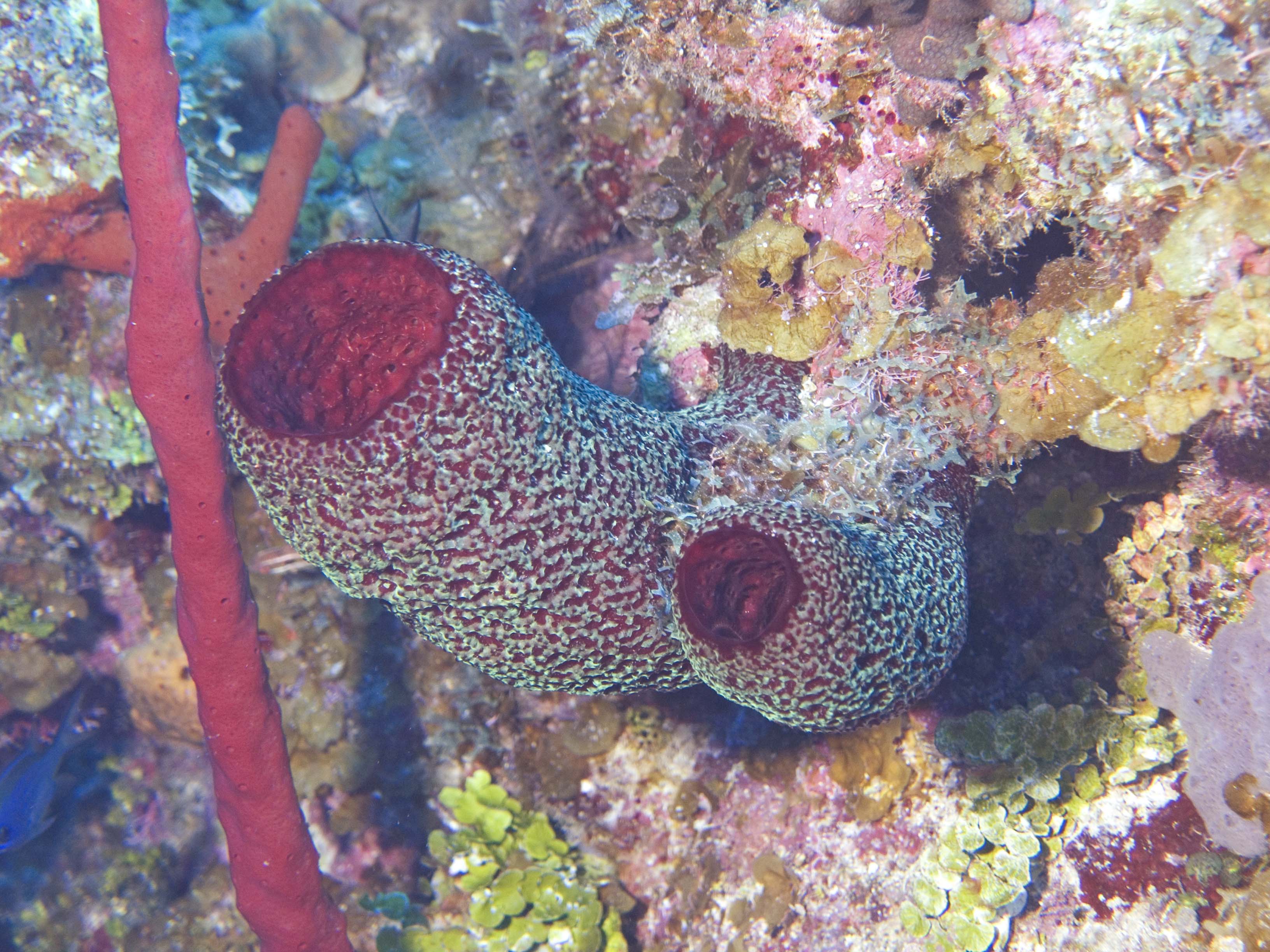 gal/LittleCayman07_3/RedVaseSponges.jpg