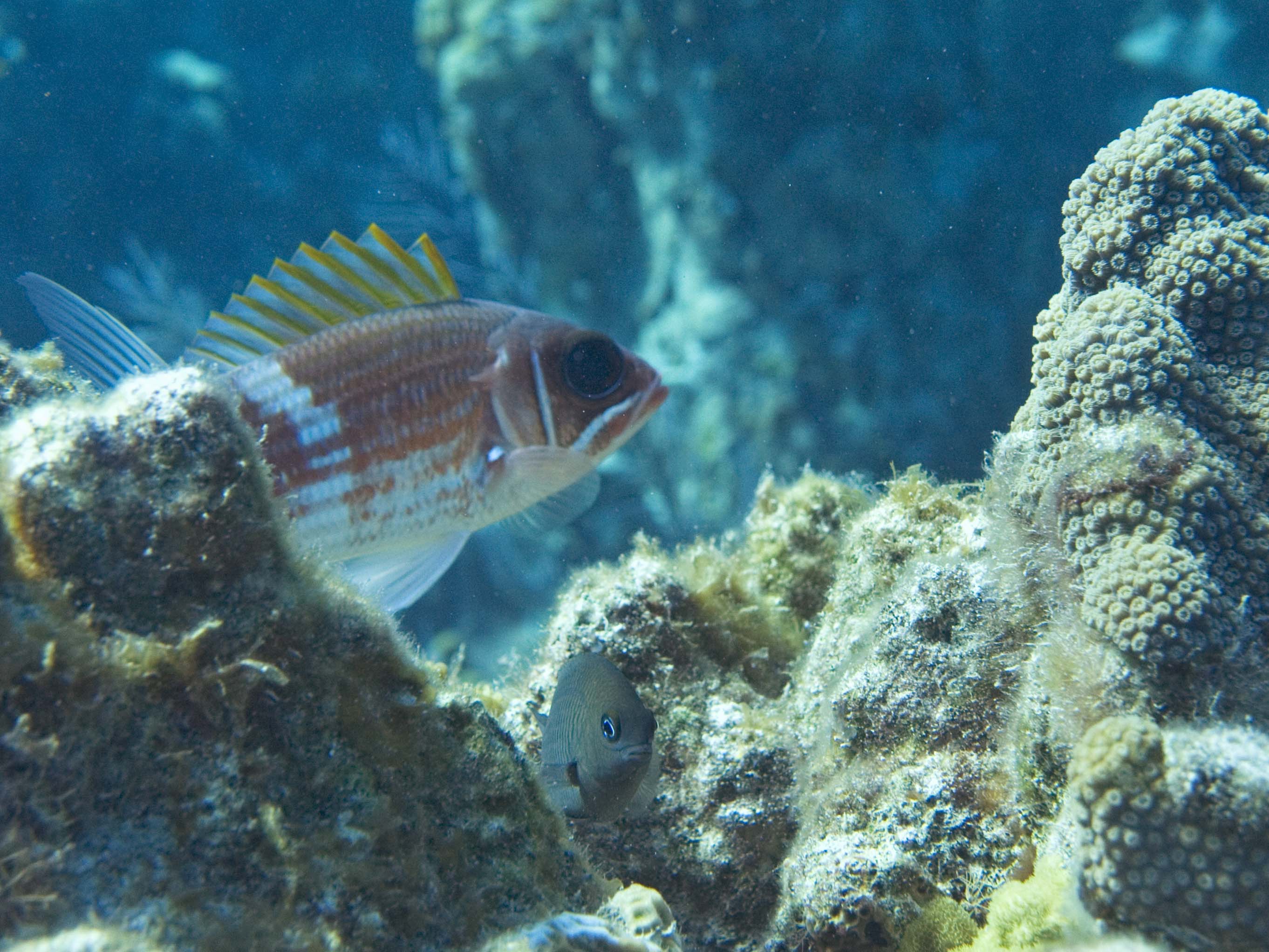 gal/LittleCayman07_3/SquirrelFishandDamsel.jpg