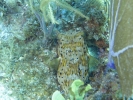 gal/LittleCayman07_3/_thb_Balloonfish.jpg