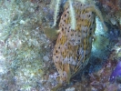 gal/LittleCayman07_3/_thb_Balloonfish2.jpg