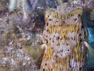 gal/LittleCayman07_3/_thb_Balloonfish4.jpg