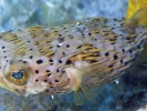 gal/LittleCayman07_3/_thb_Balloonfish6.jpg