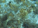 gal/LittleCayman07_3/_thb_Balloonfish9.jpg