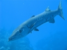gal/LittleCayman07_3/_thb_GreatBarracuda.jpg