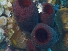 gal/LittleCayman07_3/_thb_RedVaseSponge.jpg