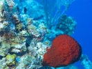 gal/LittleCayman07_3/_thb_RedVaseSpongeandBicolorDamsel.jpg