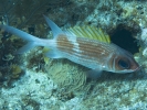 gal/LittleCayman07_3/_thb_SquirrelFish2.jpg