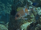 gal/LittleCayman07_3/_thb_SquirrelFishandChromis.jpg