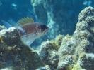 gal/LittleCayman07_3/_thb_SquirrelFishandDamsel.jpg