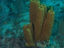 gal/LittleCayman07_3/_thb_TubeSponge.jpg