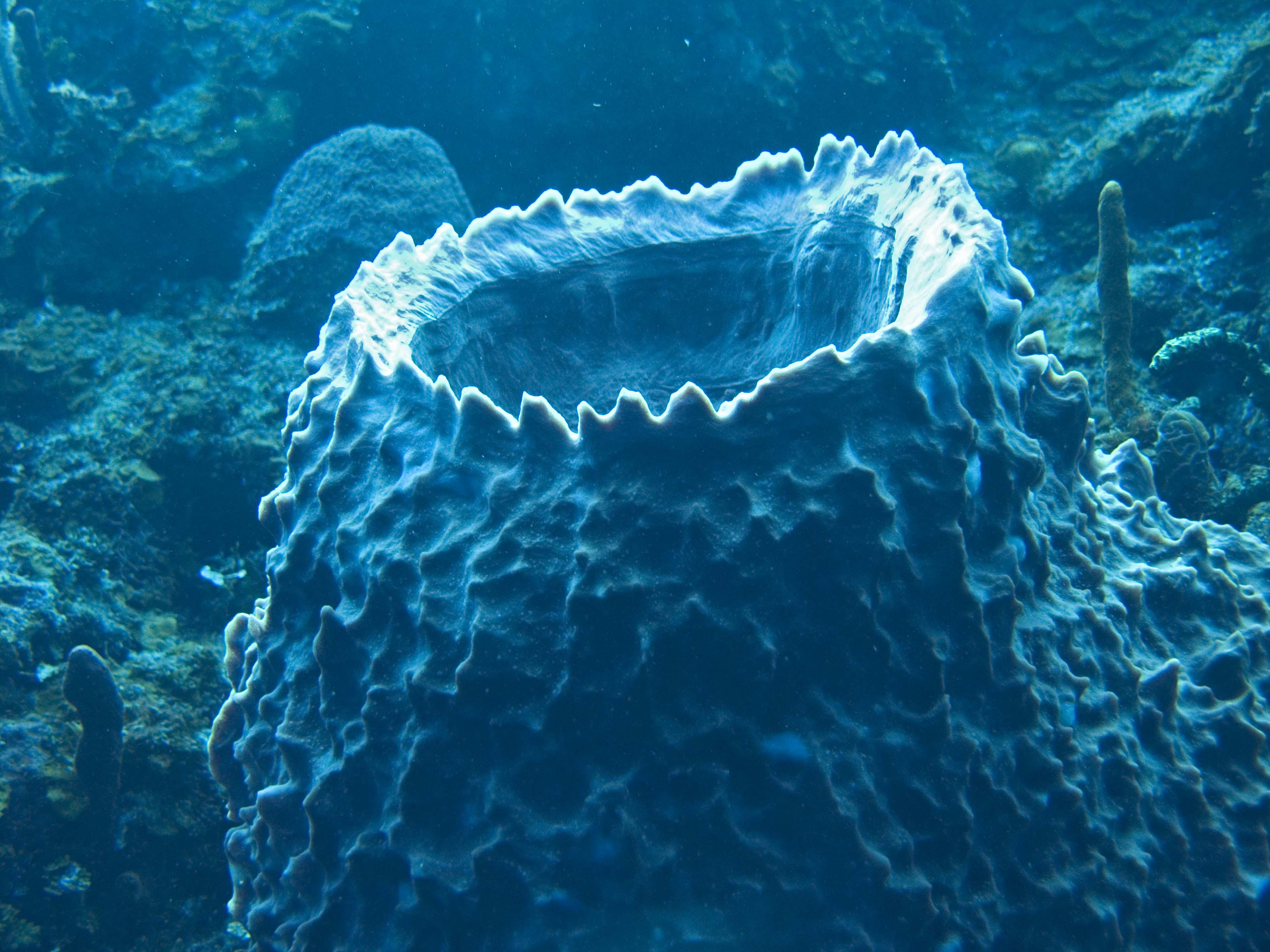 gal/LittleCayman07_4/BarrelSponge.jpg
