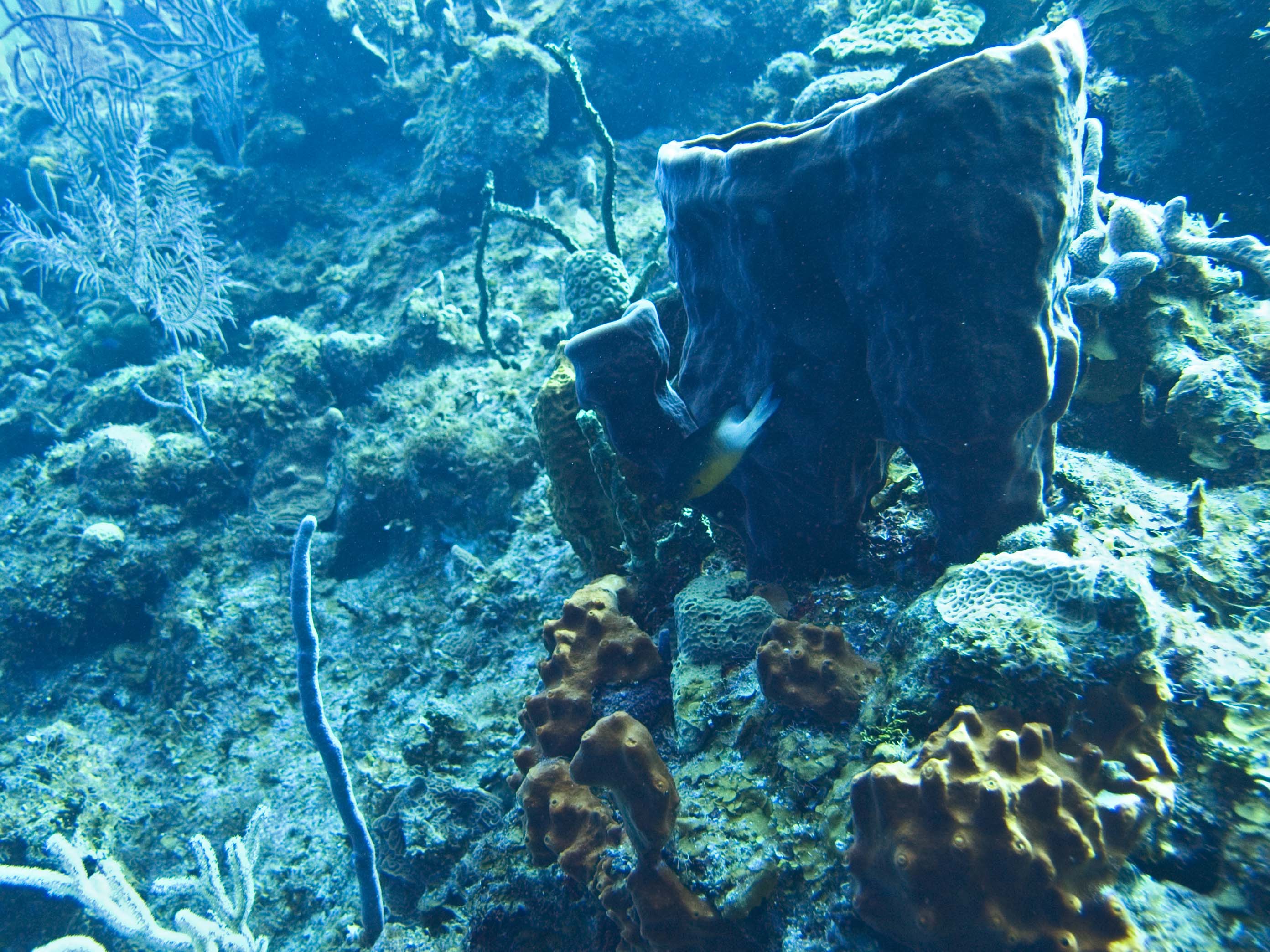 gal/LittleCayman07_4/BarrelSponge2.jpg