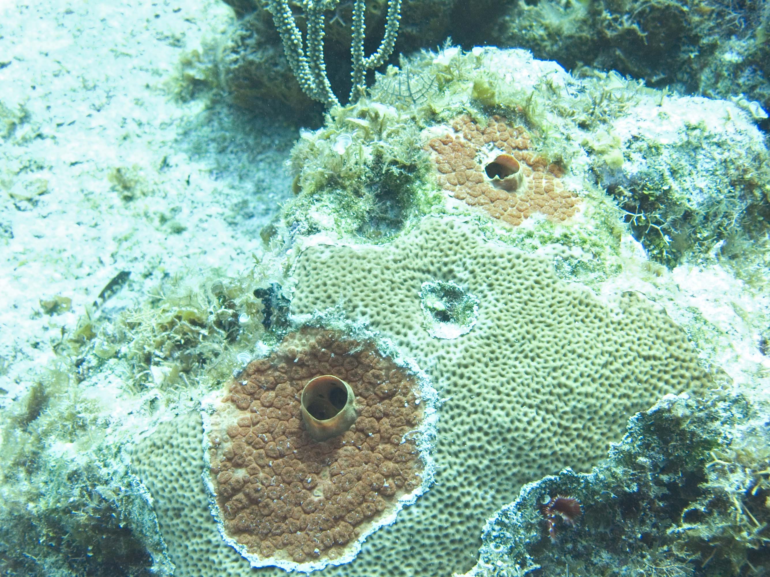 gal/LittleCayman07_4/Coral2.jpg