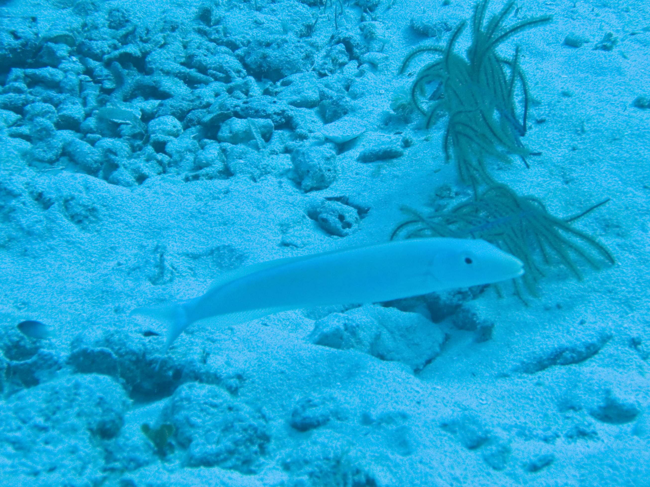 gal/LittleCayman07_4/SandTilefish1.jpg