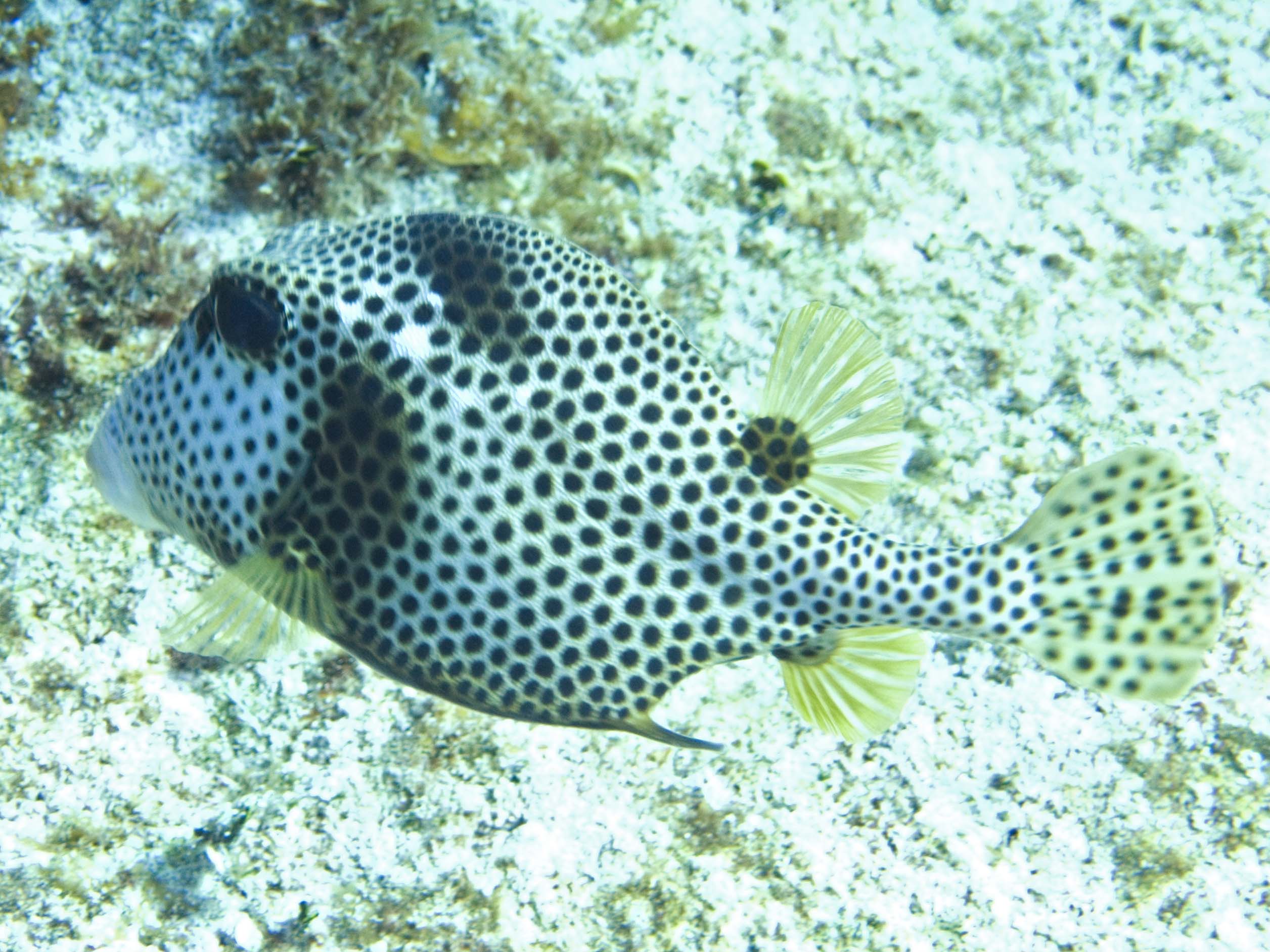gal/LittleCayman07_4/SpottedTrunkfish2.jpg