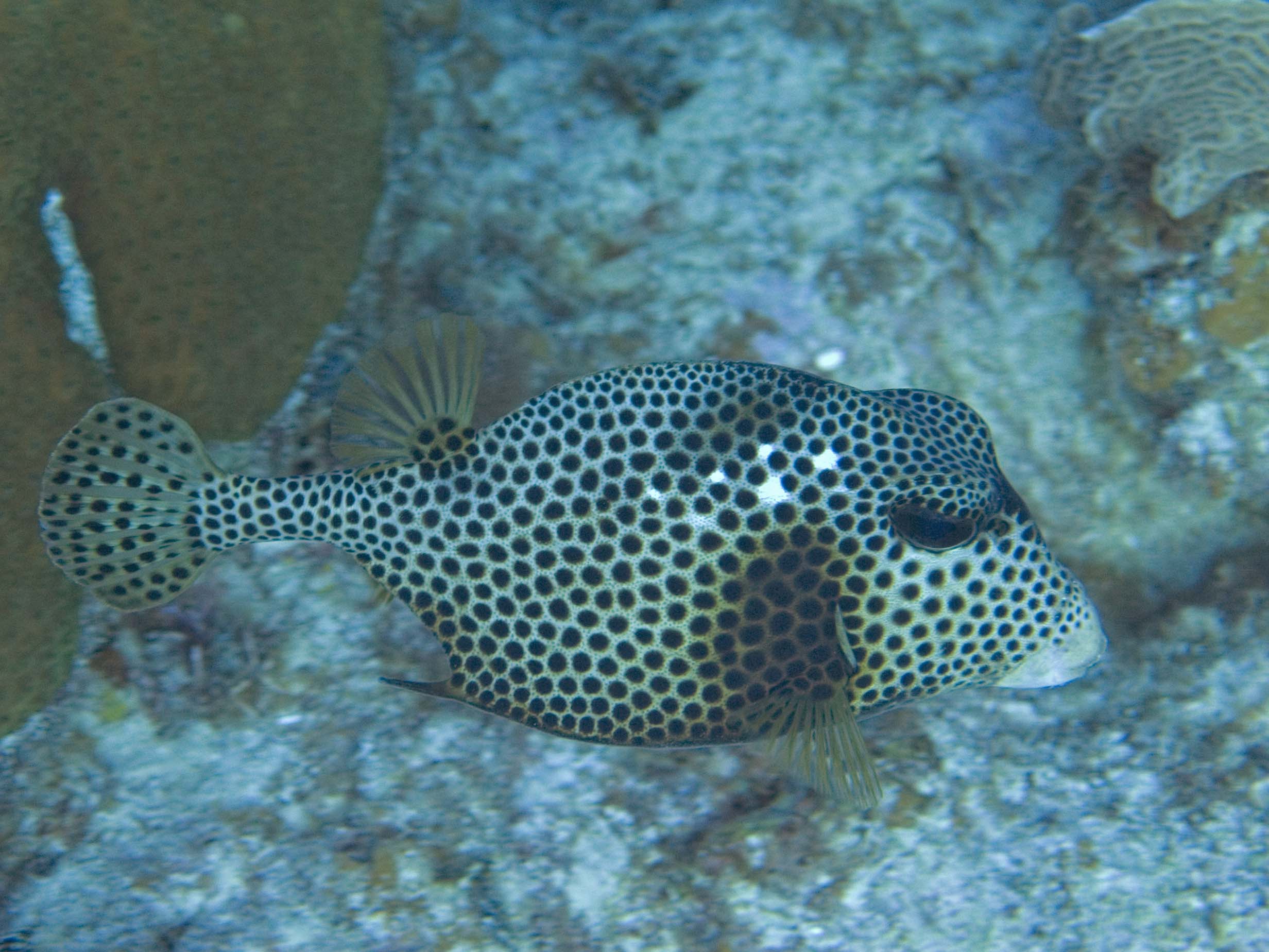 gal/LittleCayman07_4/SpottedTrunkfish3.jpg