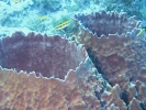 gal/LittleCayman07_4/_thb_BarrelSponge3.jpg
