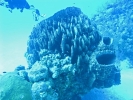 gal/LittleCayman07_4/_thb_BarrelSponge4.jpg