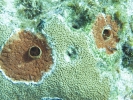 gal/LittleCayman07_4/_thb_Coral3.jpg