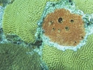 gal/LittleCayman07_4/_thb_Coral4.jpg