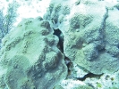 gal/LittleCayman07_4/_thb_Coral5.jpg