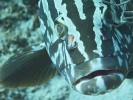 gal/LittleCayman07_4/_thb_NassauGrouper2.jpg
